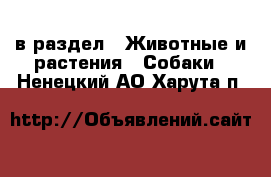  в раздел : Животные и растения » Собаки . Ненецкий АО,Харута п.